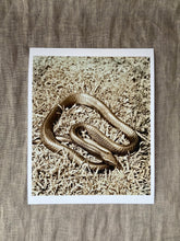 Load image into Gallery viewer, Limited Edition Charitable Art Prints