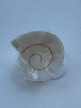 Load image into Gallery viewer, Round Swirly Seashell Claw Clip: Assorted