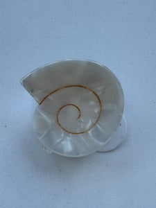 Round Swirly Seashell Claw Clip: Assorted