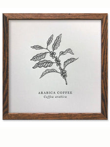 Arabica Coffee Letterpress Print